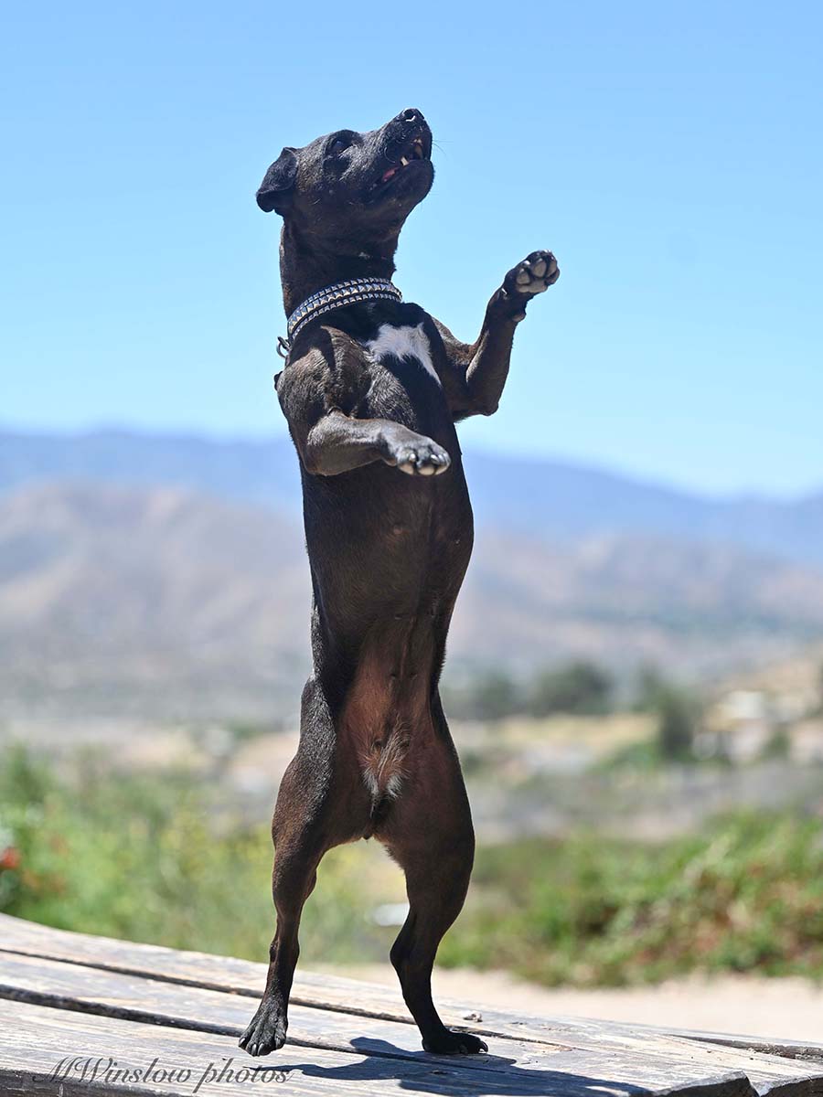 Banshee Detection dog