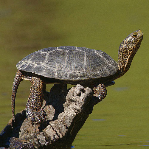 HERPS