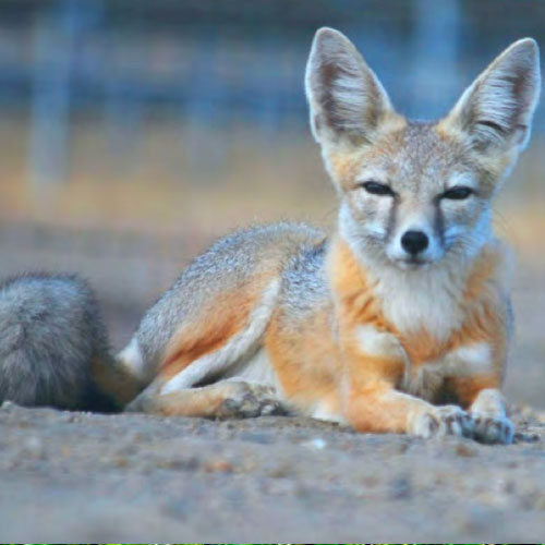 MAMMALS