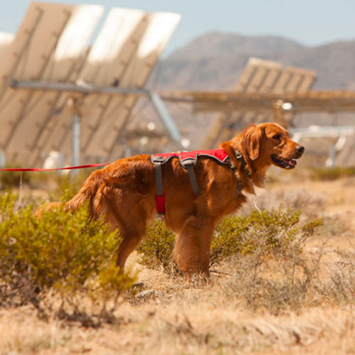 SOLAR & WIND SITES
